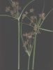 Cyperus esculentum.jpg