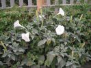 Datura innozia a (11).jpg