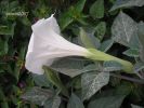 Datura innozia a (15).jpg