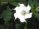 Datura stramonium 021.jpg