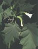 Datura stramonium.jpg