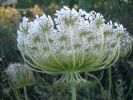 Daucus carota ww2 (22).jpg