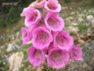 Digitalis purpurea xx (3).jpg