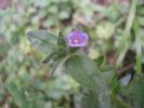 Echium parviflorum.JPG