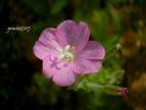 Epilobium hirsutum a2.jpg