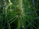 Equisetum telmatheja Meliana (9).JPG