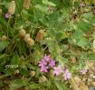 Erodium malacoides m.jpg