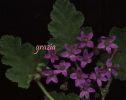 Erodium malacoidesc.jpg