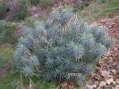 Euphorbia characias a.jpg