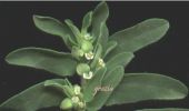 Euphorbia maculata (1).jpg