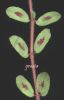 Euphorbia maculata 002.jpg