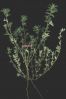 Euphorbia maculata.jpg