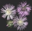 Galactites tomentosa (1).jpg