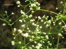 Galium scabrum Arcosu 1.jpg