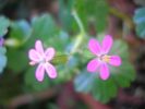 Geranium lucidum m.jpg