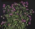 Geranium molle fiori.jpg