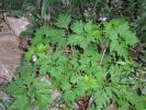 Geranium robertianum u.jpg