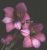 Gladiolus communis.jpg