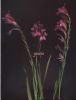 Gladiolus italicus s.jpg