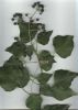 Hedera helix s.b..jpg