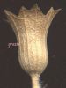 Hyosciamus albus (1).jpg