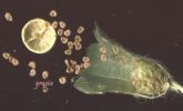 Hyosciamus albus capsula con semi scoperc.jpg