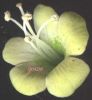 Hyosciamus almus fiore2.jpg