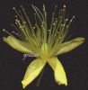 Hypericum hircinum 003.jpg