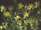 Hypericum hircinum s.n. fiorit.jpg