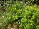 Hypericum hircinum~1.jpg