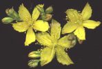 Hypericum perforatum (10).jpg