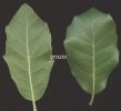 Ilex aquifolium.jpg