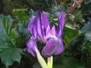 Iris germanica Campan. (5).jpg