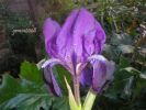 Iris germanica Campan. (7).jpg