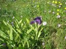 Iris germanica Campan..jpg