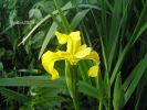 Iris pseudacorus Perd.pisc. (5).jpg