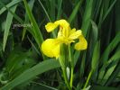 Iris pseudacorus Perd.pisc. (7).jpg