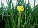 Iris pseudacorus Perd.pisc. (9).jpg