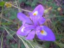 Iris sisyrinchium (11).jpg