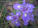 Iris sisyrinchium (17).jpg