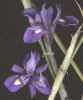 Iris sisyrinchium (4).jpg