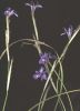 Iris sisyrinchium 005.jpg