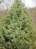 Juniperus oxicedrus x.jpg