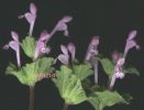 Lamium amplexicaule 002.jpg