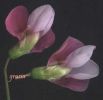 Lathyrus clymenum fiori 1.jpg