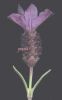 Lavandula sthoecas 002.jpg