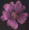 Lavatera olbia fiore.jpg