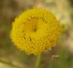 Leucanthemum flosculosus asb (8).jpg