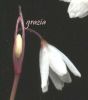 Leucojum autumnalis 001x.jpg