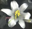 Lilium candidum fiore n.jpg